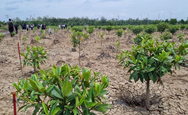 Masa Kritis Mangrove 4 Tahun, Perlu Dirawat Setelah Ditanam