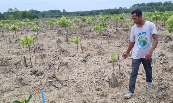 Restorasi Mangrove Bukan Sekadar Menanam Lalu Ditinggal